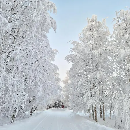 Reindeer Dream - Rovaniemi