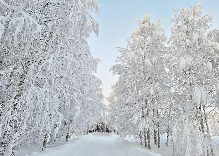 Reindeer Dream - Rovaniemi